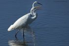 Filename=GWE_020914z2.jpg
Filesize=338KB
Dimensions=1200x800
Date added=Dec 22, 2014 GWE_020914z2.jpg