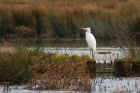 GWE_LM_290120c.jpg