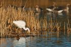 Filename=GWE_MM_241218e.jpg
Filesize=904KB
Dimensions=1300x867
Date added=Mar 24, 2021 GWE_MM_241218e.jpg