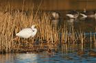 Filename=GWE_MM_241218h.jpg
Filesize=841KB
Dimensions=1300x867
Date added=Mar 24, 2021 GWE_MM_241218h.jpg