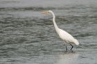 GWE_MSW_210819a.jpg