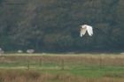 GWE_a_LM1202_270917.jpg