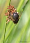 Giant_Tachinid_020711a.jpg