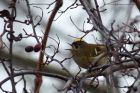 Filename=Goldcrest_080114c.jpg
Filesize=228KB
Dimensions=1200x800
Date added=Mar 02, 2014 Goldcrest_080114c.jpg