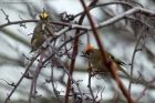 Goldcrest_080114d.jpg