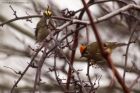 Goldcrest_080114e.jpg