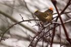 Goldcrest_080114g.jpg