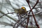 Goldcrest_080114h.jpg