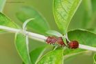 Graphosoma_italicum_200619a.jpg