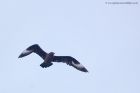 GreatSkua_101011c.jpg