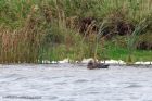 GreatSkua_101011g.jpg