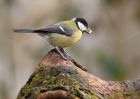 GreatTit_200210e.jpg