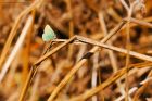 GreenHairstreak_HB_230421a.jpg