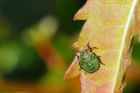 GreenShieldBug_gdn_300817b.jpg