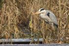 GreyHeron_101213g.jpg