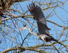 GreyHeron_210310a.jpg