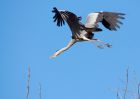 Filename=GreyHeron_210310c.jpg
Filesize=241KB
Dimensions=1000x714
Date added=Mar 23, 2010 GreyHeron_210310c.jpg