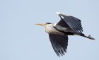 GreyHeron_210310f.jpg