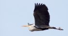 GreyHeron_210310g.jpg