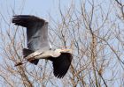 GreyHeron_210310i.jpg