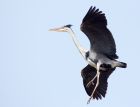 GreyHeron_210310j.jpg