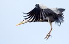 GreyHeron_210310l.jpg