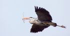 GreyHeron_210310m.jpg