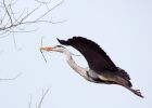 GreyHeron_210310n.jpg