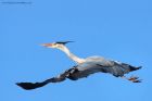 GreyHeron_220214a.jpg