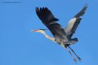 GreyHeron_220214b.jpg