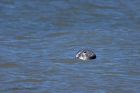 GreySeal_020511b.jpg