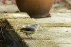 GreyWagtail_161114a.jpg