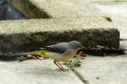 GreyWagtail_161114b.jpg