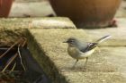 Filename=GreyWagtail_161114c.jpg
Filesize=334KB
Dimensions=1200x800
Date added=Jan 19, 2015 GreyWagtail_161114c.jpg