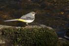 GreyWagtail_240314a.jpg