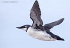 Guillemot_150912c.jpg