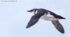 Guillemot_150912d.jpg