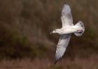 Gull_221011b.jpg