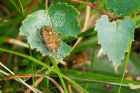 Filename=HairyShieldbug_HB_150823a.jpg
Filesize=674KB
Dimensions=1300x867
Date added=Aug 28, 2025 HairyShieldbug_HB_150823a.jpg
