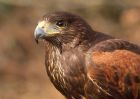 HarrisHawk_130210a.jpg