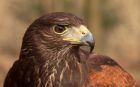 HarrisHawk_130210d.jpg