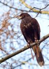 Filename=HarrisHawk_130210i.jpg
Filesize=210KB
Dimensions=643x900
Date added=Feb 15, 2010 HarrisHawk_130210i.jpg