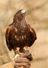 HarrisHawk_130210j.jpg