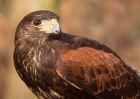 Filename=HarrisHawk_130210o.jpg
Filesize=260KB
Dimensions=1000x714
Date added=Feb 15, 2010 HarrisHawk_130210o.jpg