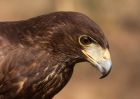 HarrisHawk_130210u.jpg