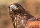 HarrisHawk_130210v.jpg