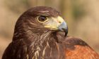 HarrisHawk_130210zd.jpg