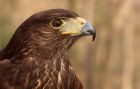 Filename=HarrisHawk_130210zh.jpg
Filesize=230KB
Dimensions=1000x640
Date added=Feb 15, 2010 HarrisHawk_130210zh.jpg