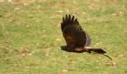 HarrisHawk_130210zp.jpg