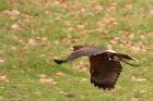 HarrisHawk_130210zq.jpg